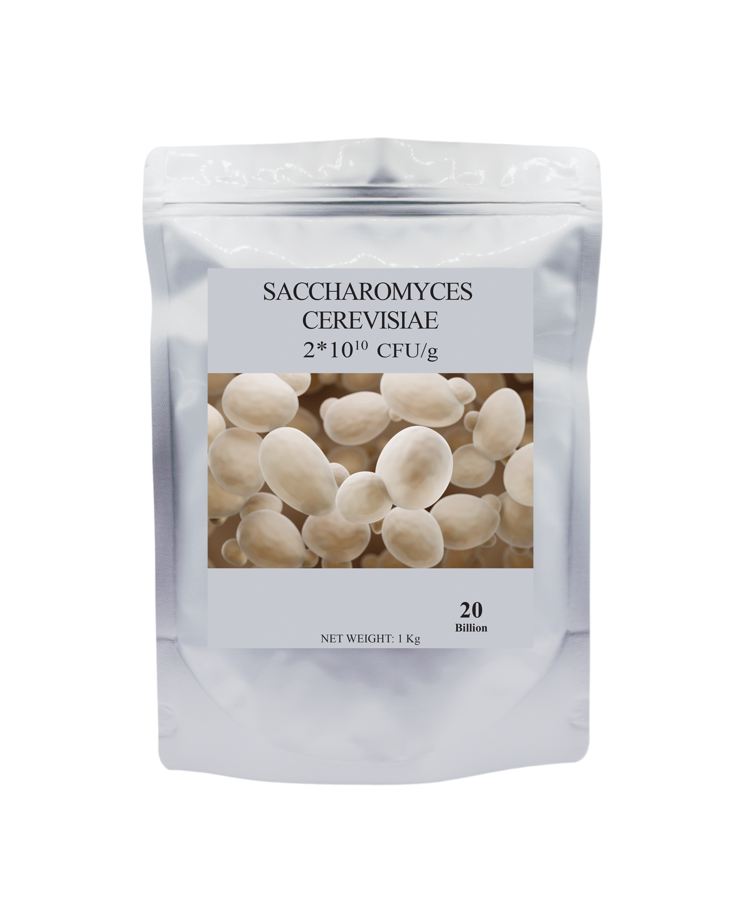 Saccharomyces Cerevisiae
