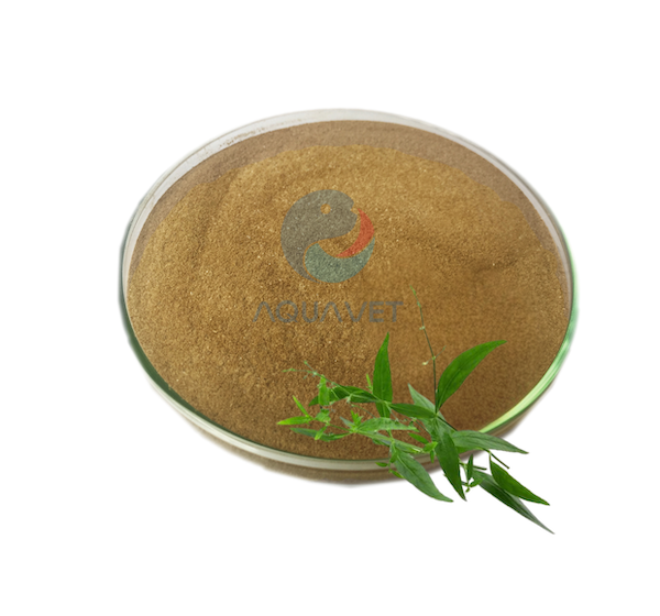 XUYÊN TÂM LIÊN - Tăng Miễn Dịch, Kháng Khuẩn & Kháng Nấm