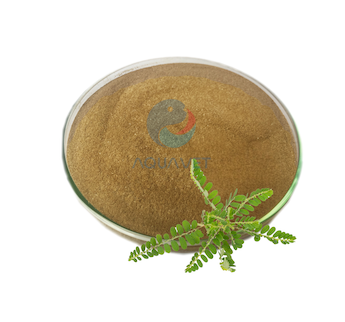 DIỆP HẠ CHÂU - Kháng Khuẩn, Tăng Đề Kháng